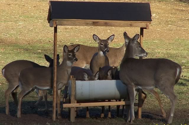 How to Build a Deer Feeder