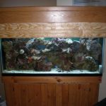 How to Fix Cloudy Fish Tank Water