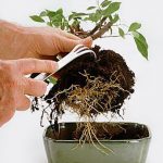How to Maintain A Bonsai Tree