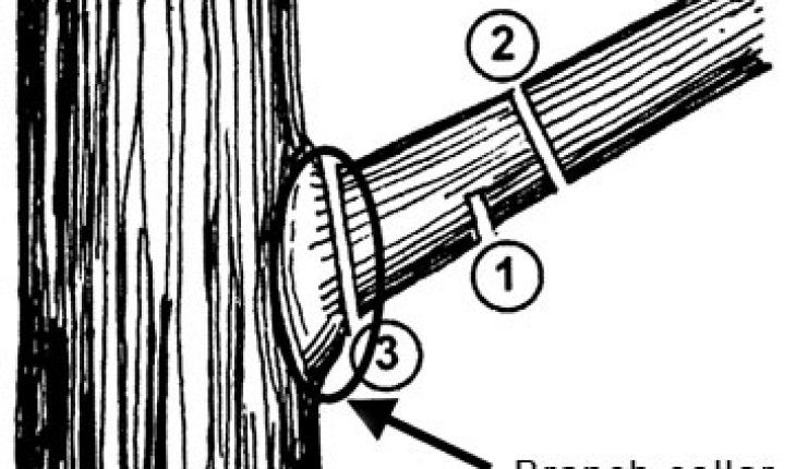 Repairing Damaged Tree Bark