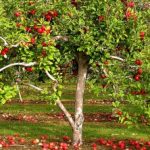 How to Prune Apple Trees