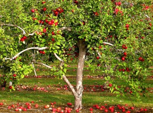 How to Prune Apple Trees