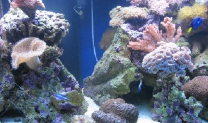 How To Maintain A Saltwater Aquarium Diy And Repair Guides